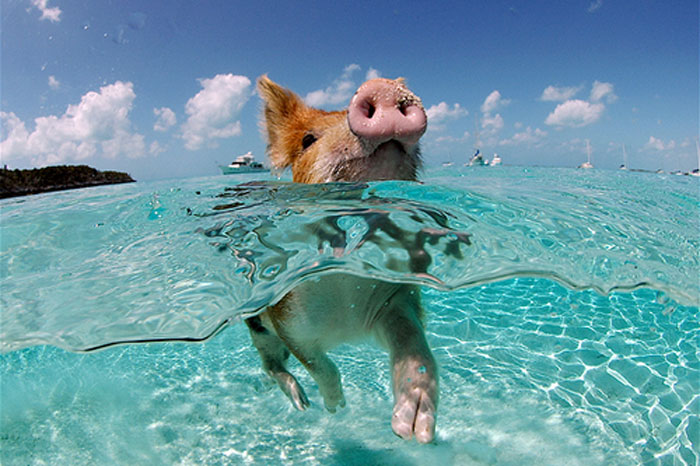 Cerdo disfrutando de la playa