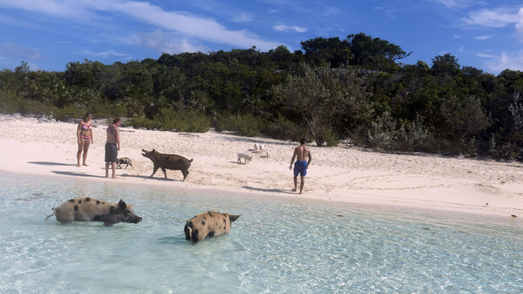 Turistas jugando con los cerdos